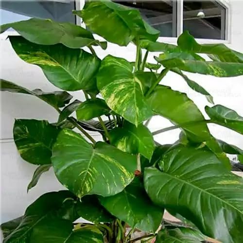 See full amazon price history chart for Mphmi Seedless Plant Indoor Plants Green Pothos | Money plant (Big leafs) � Plants Mphmi Seedless Plant Indoor Plants Green Pothos | Money plant (Big leafs) � Plants (B0CWF6JF55) Amazon Price History, Amazon Price Tracker