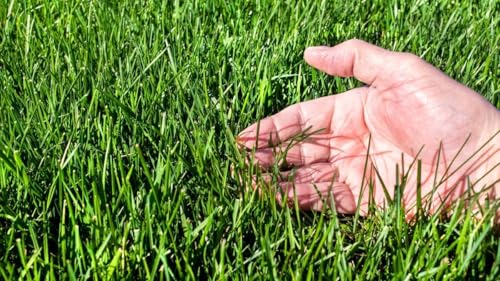 Image of Korean Nilgiri Imported Lawn Grass seeds for Home and Gardening (Pack of 400 grm)
