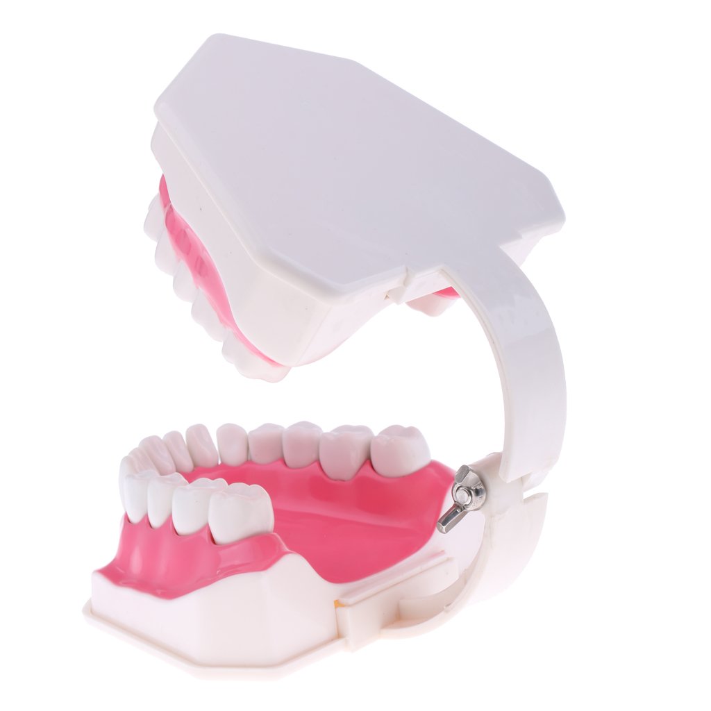 Amazon.co.jp: 歯モデル 2倍率模型 口腔モデル 医口腔衛生モデル 教師