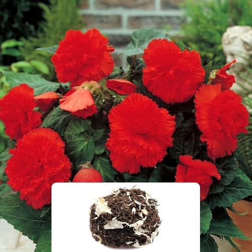 1 Begonia Fimbriata Red – Stunning Red Blooms with Fringed Ruffle Petals – Summer-Flowering Perennial Bulb – Cultivated for UK Climate Conditions