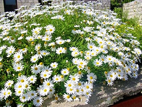 Buy4seeds Chrysanthemum Maximum Shasta Daisy 750 Finest Seeds Perennial Flower Easy to Grow Garden Yard Patio