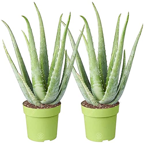 Aloe Vera Plant - 2 plants