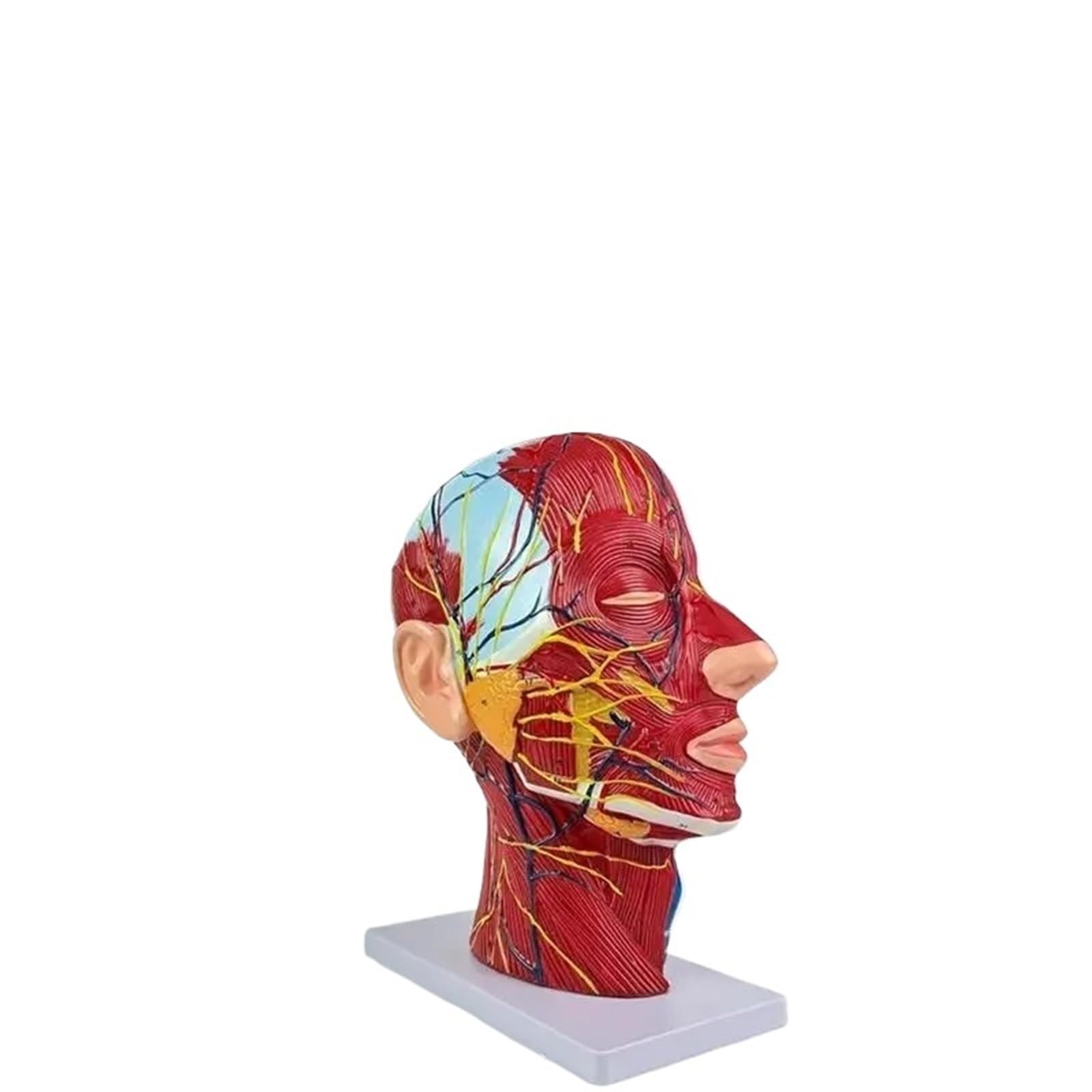 Modèle anatomique de tête et de cou humains en taille réelle - 81 parties neurovasculaires et musculaires étiquetées pour le cabinet médical