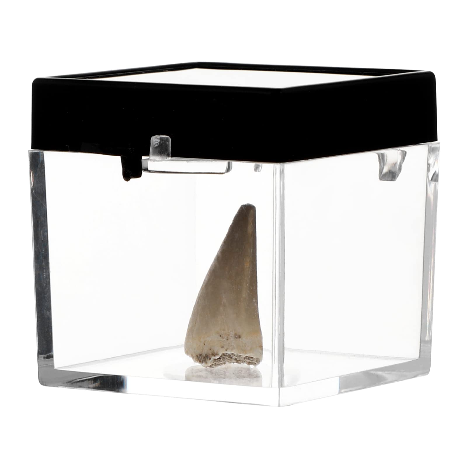 VILLCASE Fossilized Prehistoric Mosasaur Tooth Stone Dinosaur Teeth Specimen With Box for Collections Paleontology Biological Science Education Science Ornaments