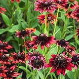 Cherry Brandy Rudbeckia ~25 Seeds – Fleuroselect Award-Winning—Unique Red Blooms—Compact 18-24” Upright Plants—Biennial Reseeds Easily—Black-Eyed Susan Alternative—91-105 Days