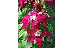 Perennial Farm Marketplace (Clematis Hybrid Rebecca) Vine, 4 Quart, Velvety Red Flowers