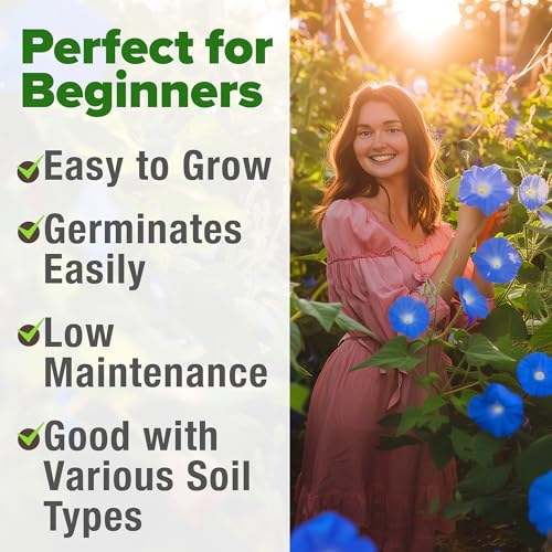 Image of HOME GROWN Heavenly Blue Morning Glory - 150 Heirloom Seeds for Planting, Ideal for a Flower Garden that Attracts Pollinators and Birds (Ipomoea Tricolor)