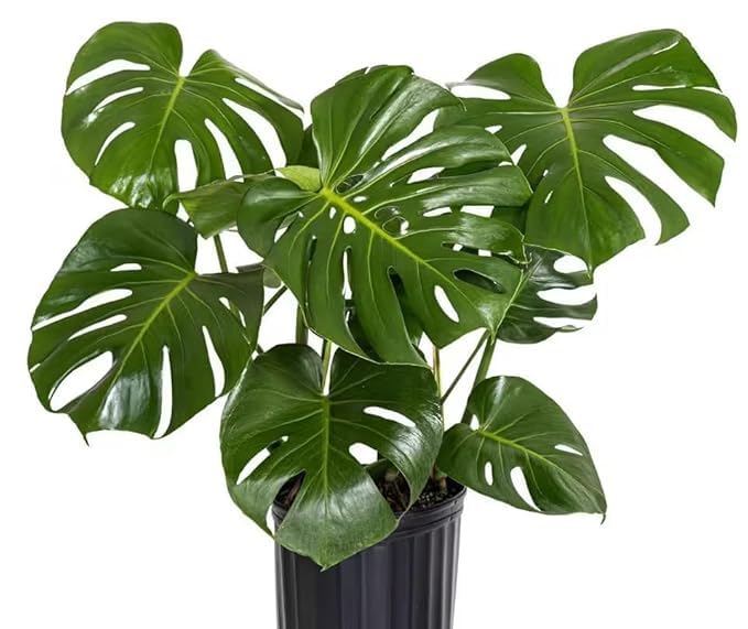 ATIRDA Original Monstera Deliciosa Live Plant – Pack of 1 Healthy Indoor Tropical Houseplant for Home, Office & Garden Décor – Air-Purifying Lush Green Foliage With Grow Bag