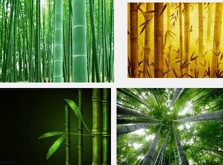 Creative Farmer Bamboo Mixed Seeds Bamboo Seeds Garden Pack (B075PWB6HL) Amazon Price History, Amazon Price Tracker