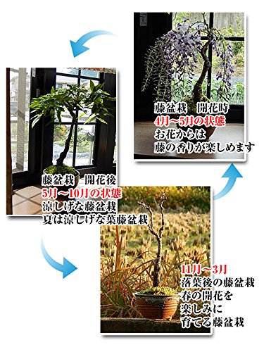 Amazon｜四月に開花 藤盆栽 お花からの 香りも いい香りがします