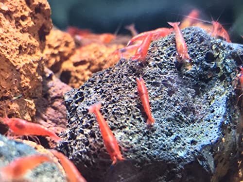 25 Hawaiian Red Shrimp aka Opae Ula 25 Hawaiian Red Shrimp aka Opae Ula