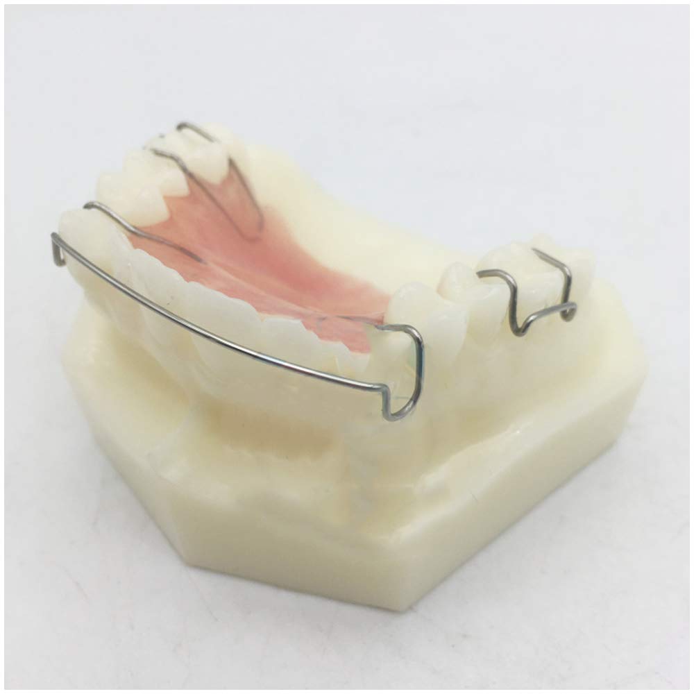 Dents modèle pour l'éducation - dents de traitement dentaire Orthodontie Modèle Étude - Simulation Retenue dents Oral orthodontiques Retenue Modèle de démonstration - pour lmodèle d'enseignement,A