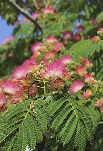 Seedeo Anzuchtset Schlafbaum (Albizzia julibrissin) 50 Samen