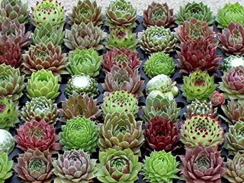Miniatura 3 de Mini tapones para suculentas, 4 docenas de plantas vivas Sempervivum Gallina y polluelos resistentes al frío, suculentas para jardín de hadas o
