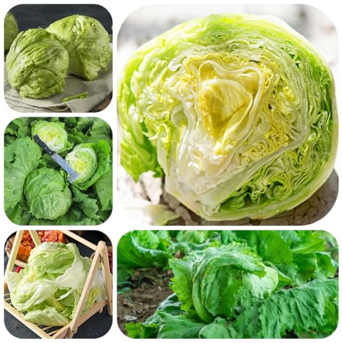 semi biologici di lattuga iceberg antichi lattuga iceberg, decorazione da giardino all'aperto esotiche resistenti verdi 1200pcs