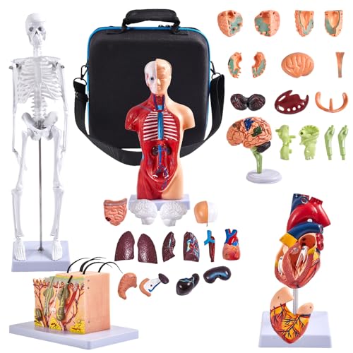 Image of Human Anatomy Model Set | Torso, Heart, Skeleton, Skin, Brain | Comes with Portable Carrying Case | Ideal Educational Gift for Students & Teachers