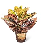 Codiaeum Variegatum o Crotón Petra Planta Natural - Altura 60cm