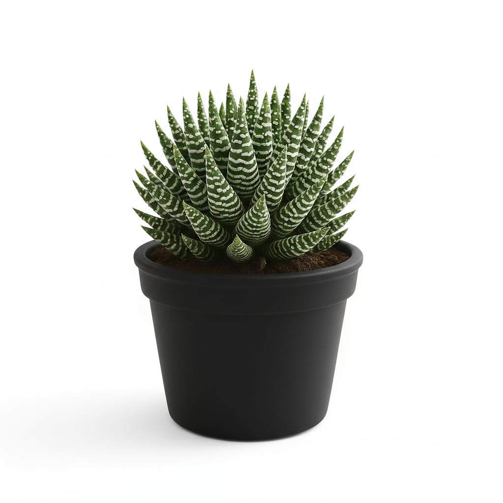 Zebra Cactus (Haworthiopsis attenuata): Discover the Charm and Benefits of this Striking Succulent | Zebra Cactus, Zebra Haworthia, Zebra Plant With Pot | Ideal For Indoor And Outdoor-image-3