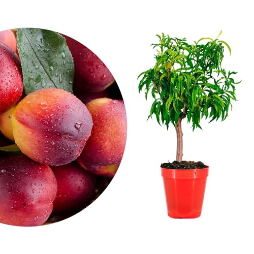 Meine Orangerie - Zwergobst Stämmchen Nektarine - Zwergnektarine - Höhe inkl. Topf ca. 80-90cm - winterharter Nektarinenbaum für Garten, Balkon oder Terrasse im Ø22-24cm Topf