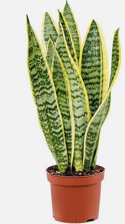 3 x Air Purifying Plants Spider Plant Chlorophytum, Spathiphyllum Peace Lily, Snake Plant Sansevieria Laurentii in 10-12 cm pots - Image 9