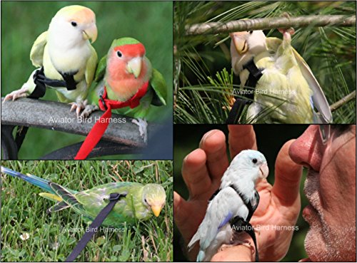 Image of The AVIATOR Pet Bird Harness and Leash: Mini Blue