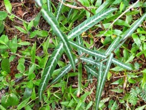 Hemidesmus indicus, Anantamool six month plant (B07YX7RPND) Amazon Price History, Amazon Price Tracker