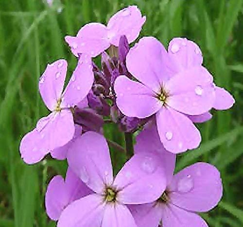 Big Pack - Semillas de cohete de Dama (40,000 semillas) - Hesperis matronalis aka Queen's Gilliflower - Semillas de flores comestibles (paquete