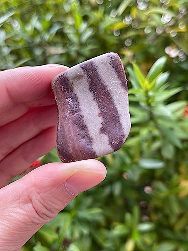 Image of GAF TREASURES 1 /2 LB Shiva Lingam Tumbled Stones, Polished Shiva Lingam Gemstone, Shiva Lingam Healing Crystals (Shiva Lingam)