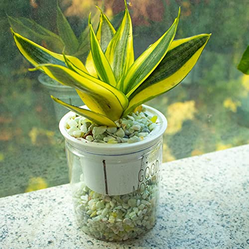 Image of 7lb Jade Bean Pebbles,1 /4 Inch Cactus Bonsai DIY Rocks, Natural Succulent Rock and River Rocks Decorative for Aquariums, Vases, Terrarium, Outdoor Gardening, Top Dressing for Potted Plants