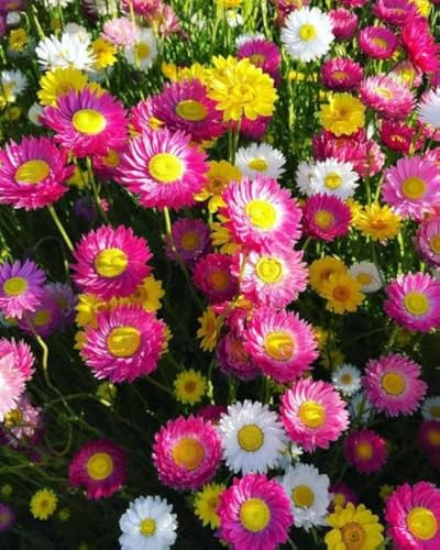 Image of Acroclinium Flower Seeds 50 Plus Mixed Color for Planting Winter Seasonal Everlasting Flower Seeds for Home Garden Balcony Terrace Easy Grow Paper Daisy Blooming Plants Indoor Outdoor(Acroclinium)