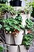 Greenstalk Patented Large 5 Tier Vertical Garden Planter with Patented Internal Watering System Great for Growing a Variety of Strawberries, Vegetables, Herbs, & Flowers (Stunning Stone)