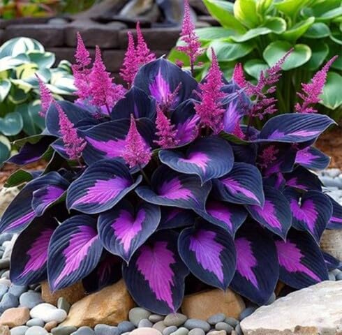 100pcs Black Purple Hosta Plant Seeds