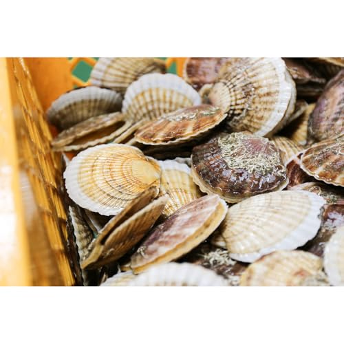 訳あり 天然 殻付き 活ホタテ 2.5kg