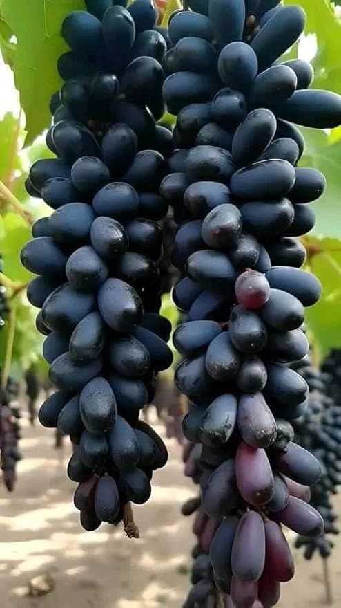 Image of Black Grapes Fruit Live Plant | Outdoor Climbing Vine Plant for Garden & Farm | Fast Growing Seasonal Fruiting Grape Plant - Pack of 1