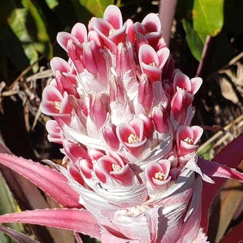 Bromélia interior - Planta