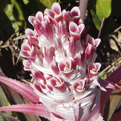 Bromélia interior - Planta