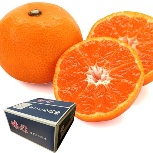 [ PLATA ] ݂ a̎RY \i  {쑁݂  ŏ㓙 ԏGi ZȖ킢 Â݂Ǝ_ oX▭ Mtg p y 10kg (110`115) z