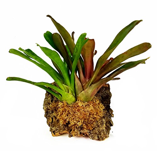 ジャパン蘭土 ニュージー産圧縮水苔ＡＡ 1kg