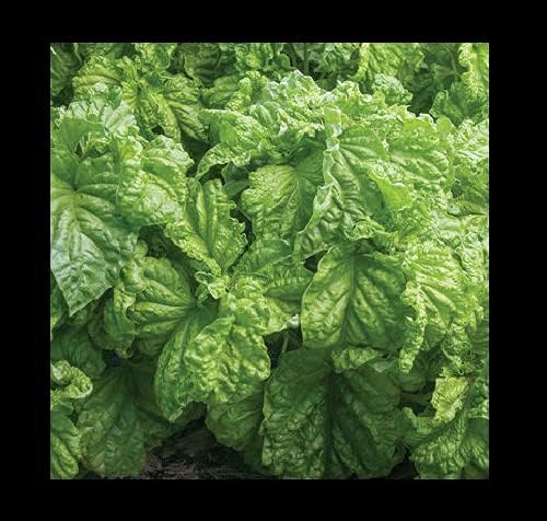 Miniatura 3 de Lechuga Hoja Albahaca 100 -5000 Semillas Aromáticas Bushy Grandes Hojas Abundantes