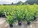 5st. Kirschlorbeer Novita 80-100cm im 3LTopf Buschig XXL Mehrtriebig Heckenpflanzen Prunus laurocerasus Lorbeer Gartenhecke Sichtschutz Kirschlorbeerhecke immergrün, winterhart