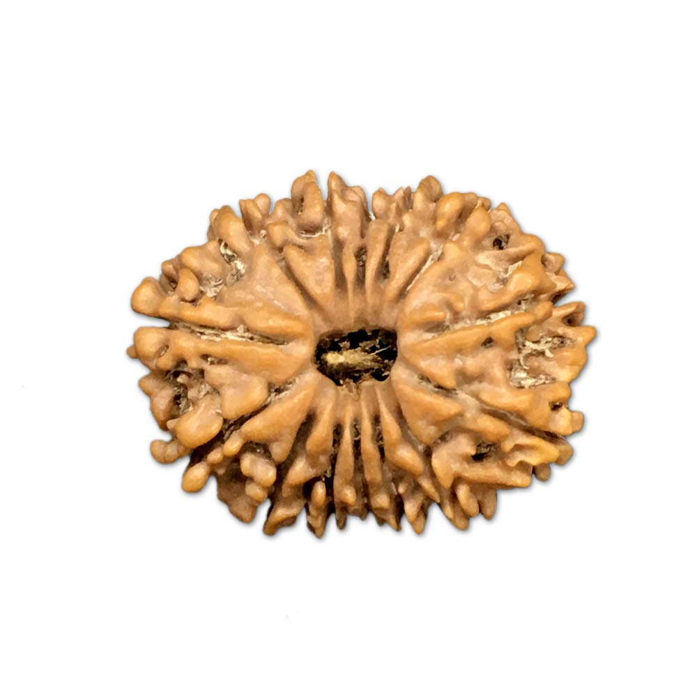 Rudraksha Népal Mukhi lot de 14 pour calmer l'esprit taille M 25-26 mm
