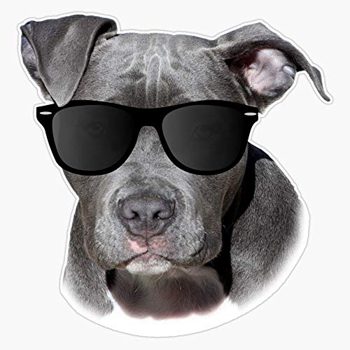 Cool Pitbull With Sunglasses - American Pit Bull Gift Sticker Decal Vinyl Bumper Sticker Decal Waterproof 5