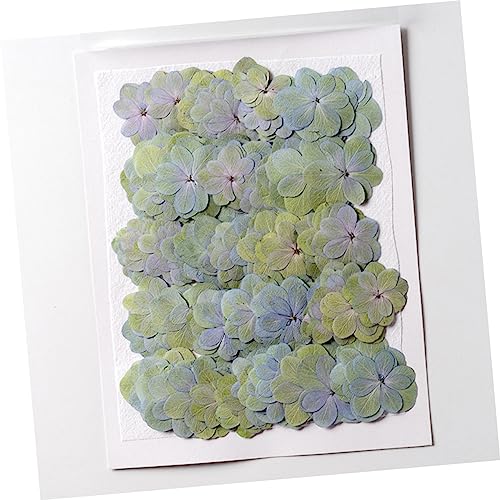 30 piezas de flores secas Double Hydrangea pastel miniatura 7