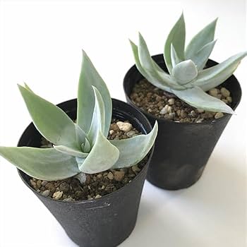 多肉植物　ダドレア　仙女盃　ブリトニー　モンスター Amazon｜多肉植物 caダドレア 仙女盃 多肉植物 ダドレア ブリトニー