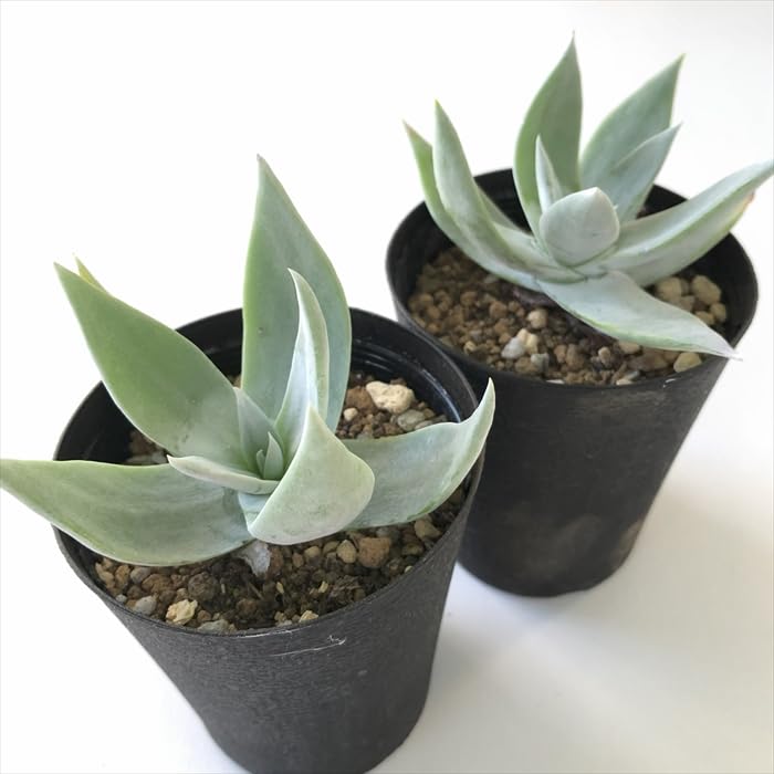 ダドレア・仙女盃（特大）　ブリトニー ダドレア・仙女盃（特大） ブリトニー Dudleya Brittonii