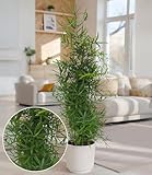 BALDUR Garten 1x Asparagus Falcatus Pyramide, Pflanze im 19 cm-Topf, ca. 80 cm hoch, elegante Zimmerpflanze, Blickfang für Wohnung & Büro, frischgrünes filigranes Blattwerk, pflegeleicht