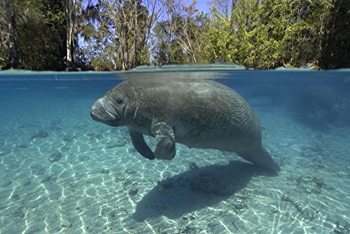 Florida Manatee Crystal River Poster Print 17x11