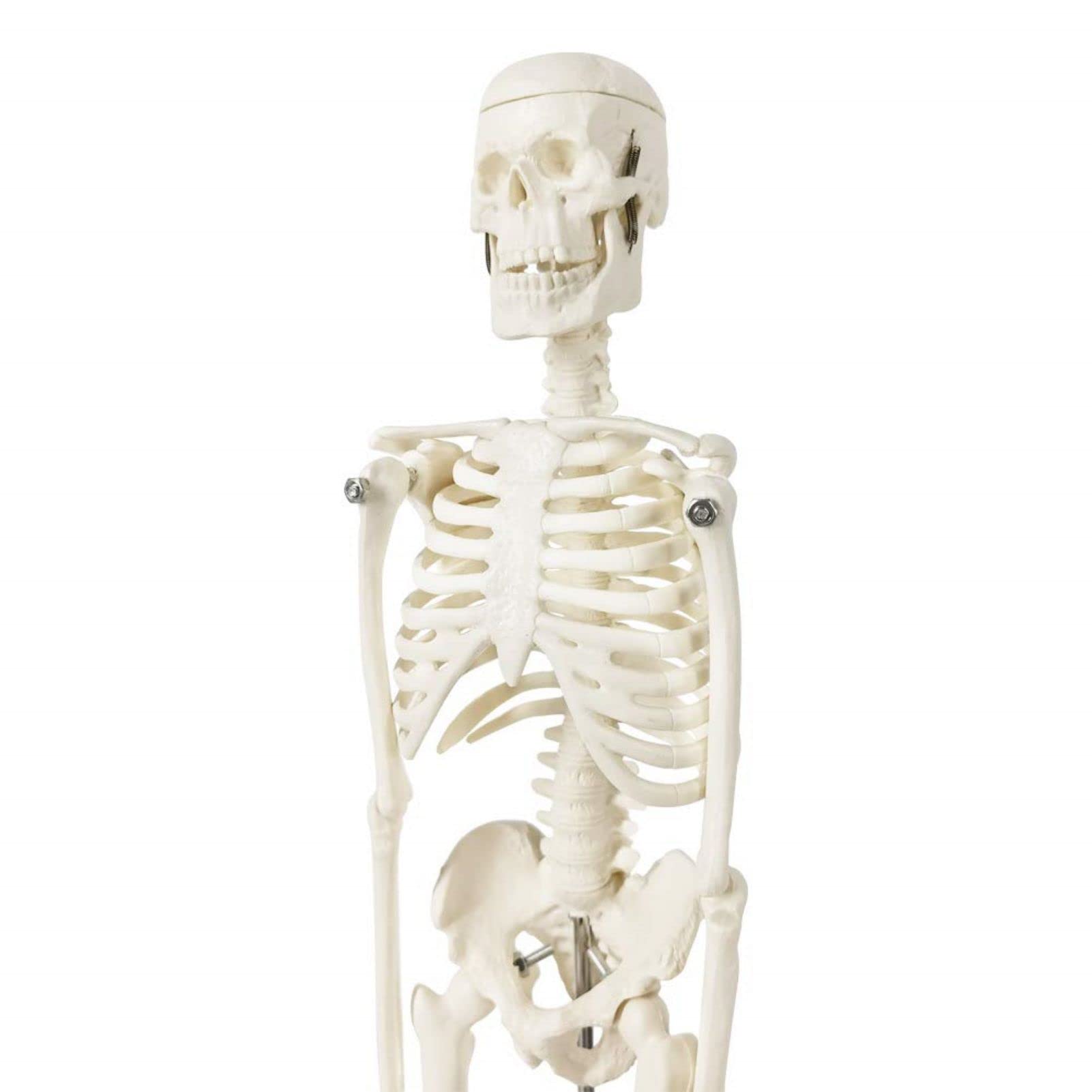 Modelo de esqueleto humano mini para anatomía, 45 cm de cuerpo entero, modelo de esqueleto humano y brazos y piernas móviles a base de plástico para enseñanza médica, aprendizaje, educación,