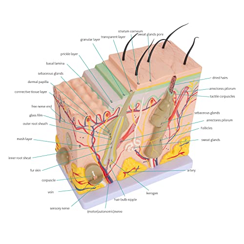 Image of Skin Anatomy Model - Skin Diagram Model Human Anatomy Skin Model Skin Structure 50X Magnification Model with Hair