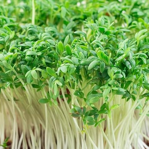 Premier Seeds Direct Cress Seeds - 75GM Cover
